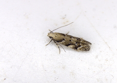 Coleotechnites coniferella
