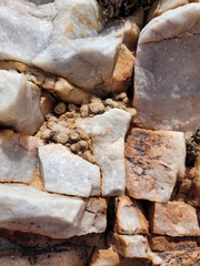 Anacampseros scopata