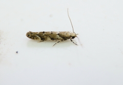 Coleotechnites coniferella