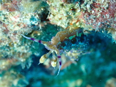 Pteraeolidia semperi