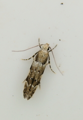 Coleotechnites coniferella