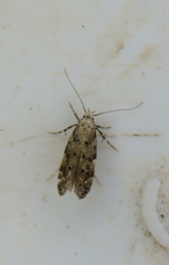 Coleotechnites coniferella