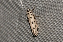 Ethmia sphaerosticha