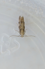 Coleotechnites coniferella