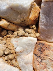 Anacampseros scopata