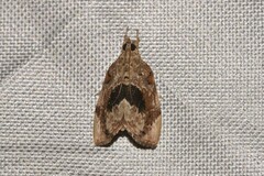 Crocidolomia suffusalis