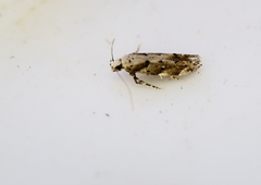 Coleotechnites coniferella