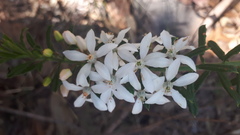 Philotheca hispidula