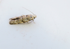 Coleotechnites coniferella