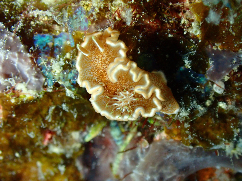 Caramel Nudibranch