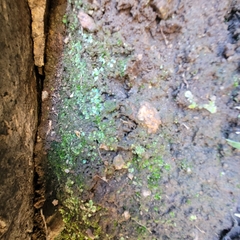 Targionia hypophylla