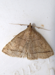 Zanclognatha obscuripennis