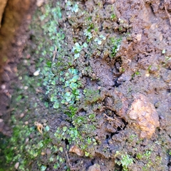 Targionia hypophylla