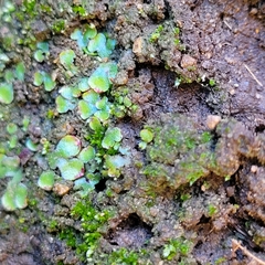 Targionia hypophylla