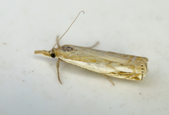 Crambus agitatellus