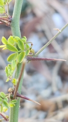 Parkinsonia florida