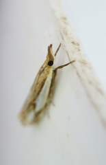 Crambus agitatellus