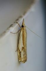 Crambus agitatellus