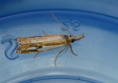 Crambus agitatellus