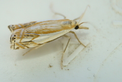 Crambus agitatellus