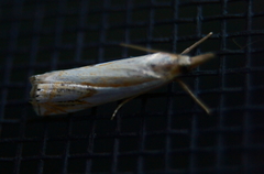 Crambus agitatellus