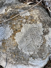 Protoparmeliopsis muralis