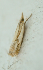 Crambus agitatellus