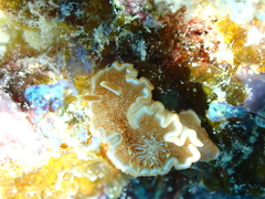 Glossodoris rufomarginata