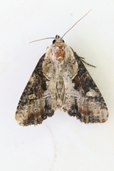 Lateroligia ophiogramma