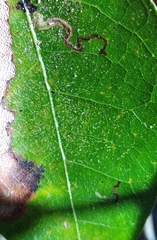 Stigmella saginella