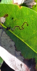 Stigmella saginella