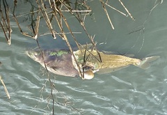 Siluriformes
