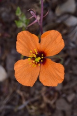Papaver heterophyllum