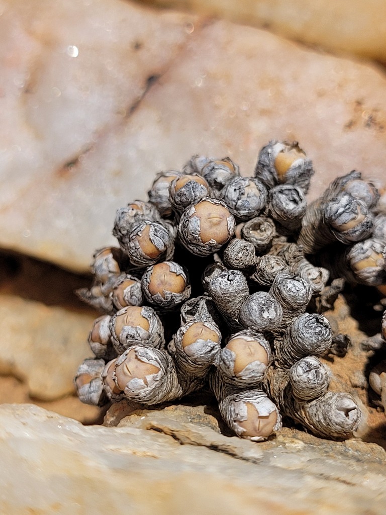 Conophytum breve