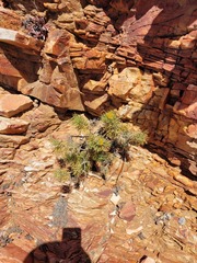 Hymenolepis