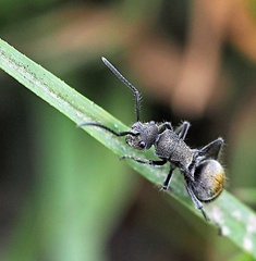 Polyrhachis vermiculosa