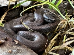 Contia tenuis