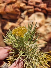 Hymenolepis
