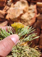 Hymenolepis