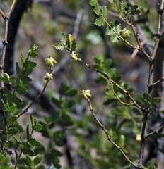 Larrea nitida