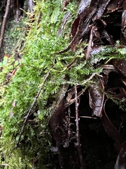 Plagiothecium denticulatum