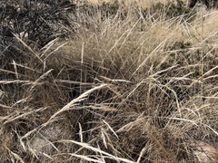 Muhlenbergia emersleyi