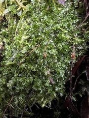 Plagiothecium denticulatum