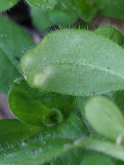 Puccinia