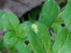 Puccinia