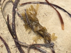 Dictyopteris australis