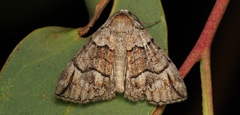 Dysbatus stenodesma