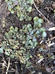 Targionia hypophylla