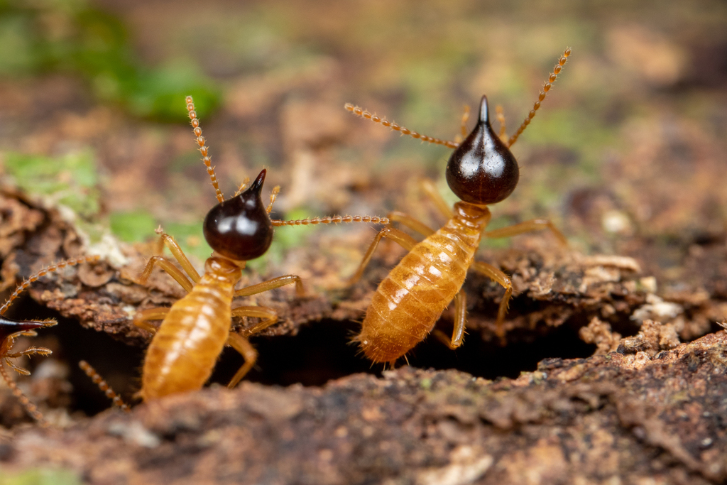 Nasute Termites