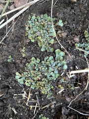 Targionia hypophylla